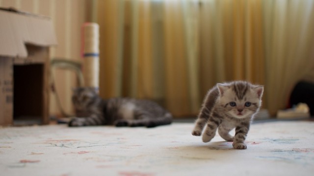 Сонный Котовторник