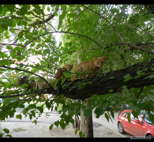 Котовторник 06.09.11