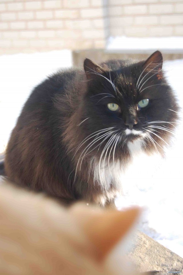 Котовторник 1.11.11