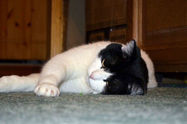 Котовторник (24. 01. 2012 )
