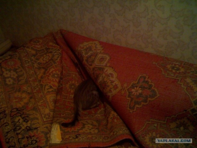 Котовторник! 13.03.2012