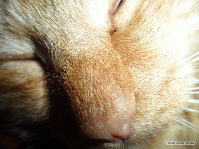 Котовторник 1 мая 2012