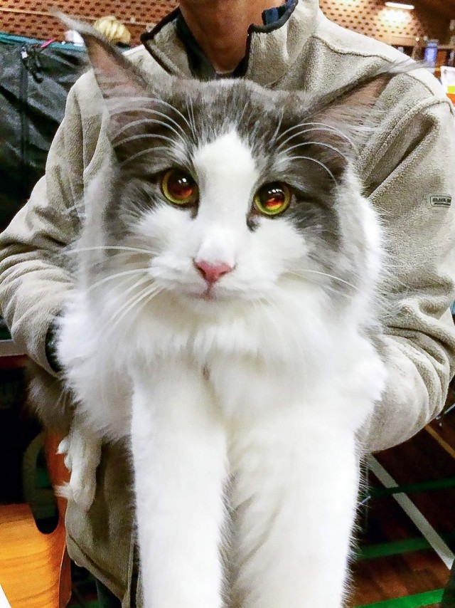 Прикольных котов пост