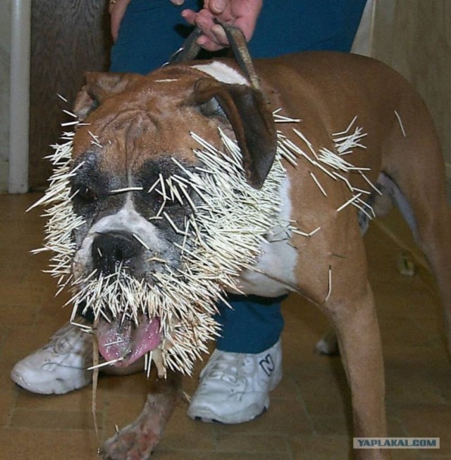 Очень острый опыт бульдожки