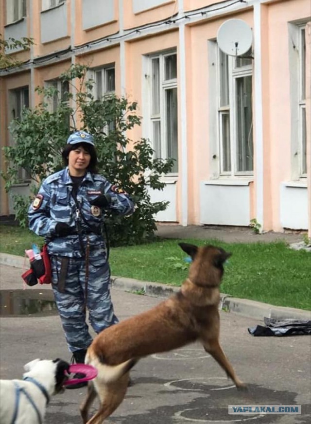 В Подмосковье бывший военный прокурор застрелил кинологическую собаку. И тут же придумал себе отмазку: перепутал с лисой
