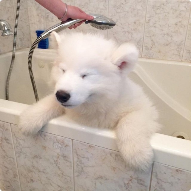 Живность из сети