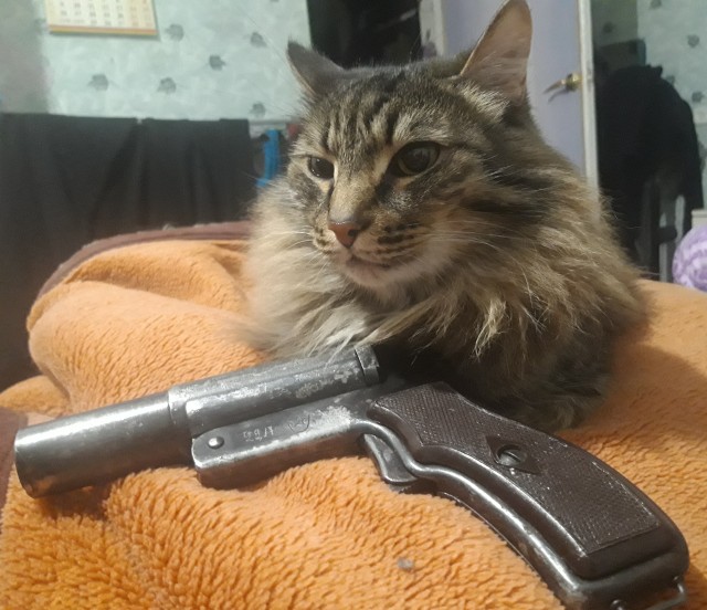 ̶К̶о̶р̶о̶н̶  Котовторник!