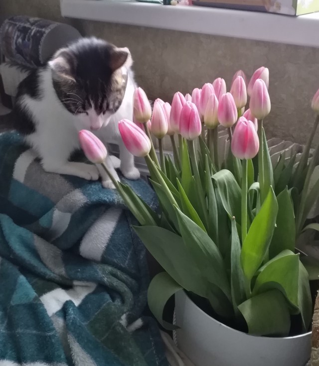 Котики