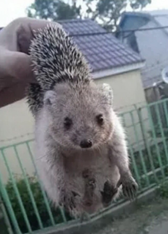 Эти забавные животные