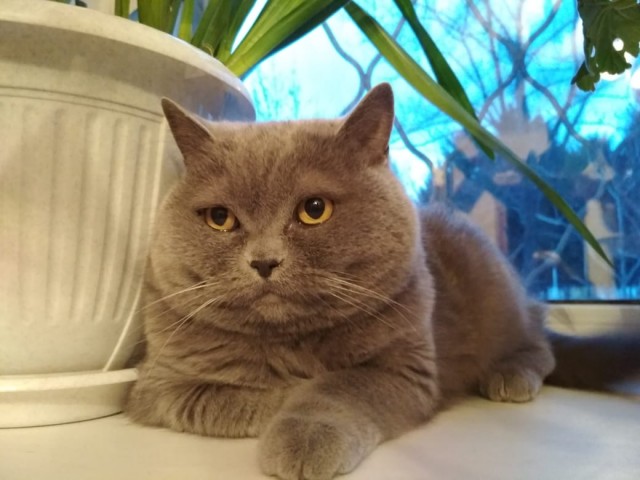 Эти забавные животные