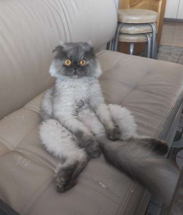 Котовторник 13.10.2020
