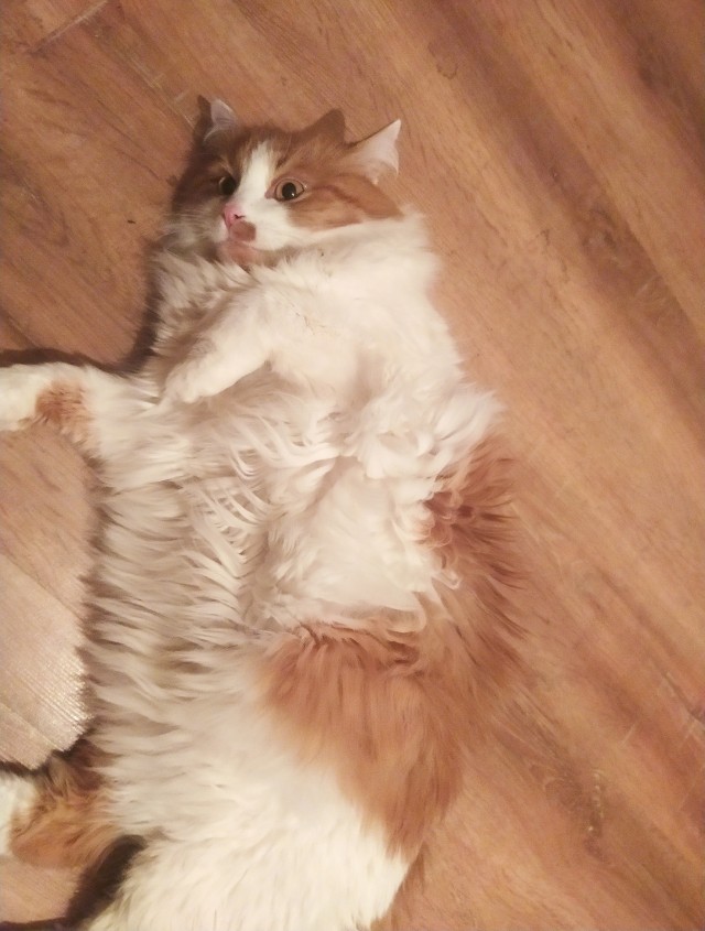 Житие одного кота. В фотографиях. Вторник же...