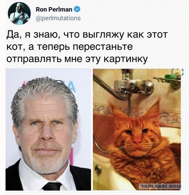 Счастливая семейная пара,кот Джокер и его жена Тиффани