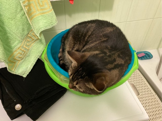 Котовторник. Добавляйте своих