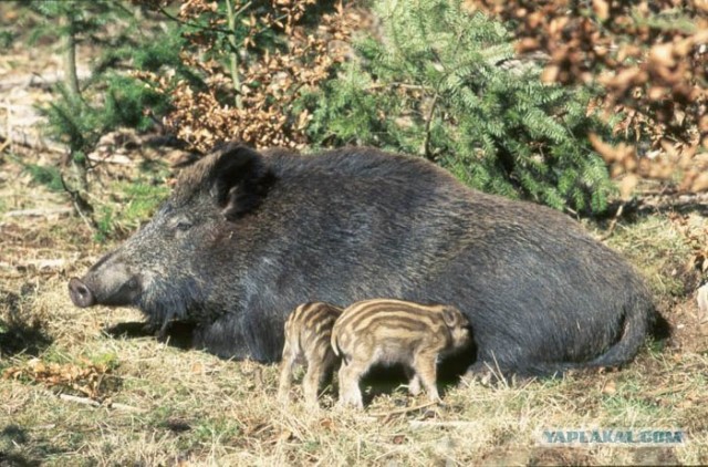 Мал клоп, да вонюч