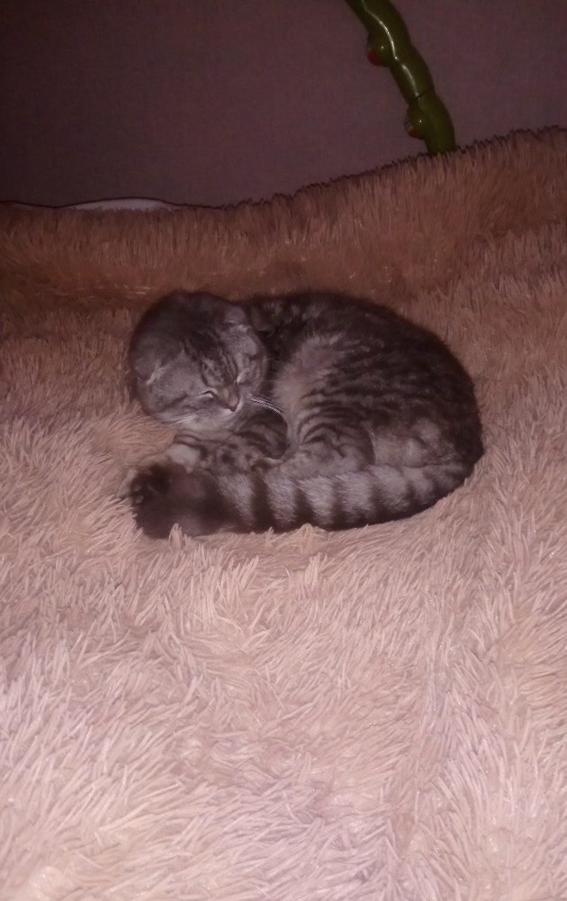 Котовторник же!