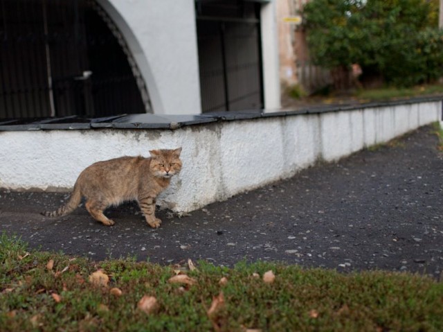 Котовторник 05.10.21 г