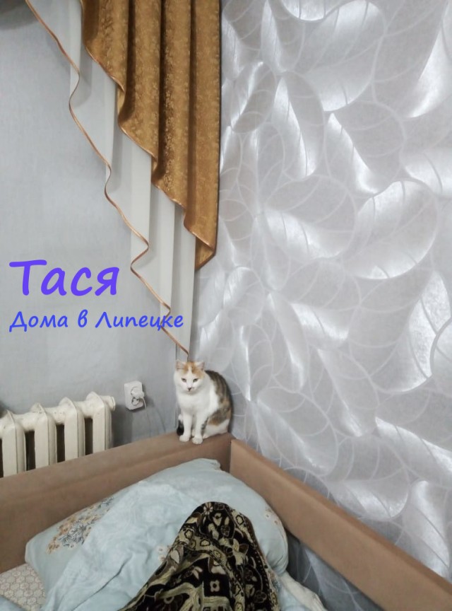 Жизнь домашнего приюта "Котоленд" 309