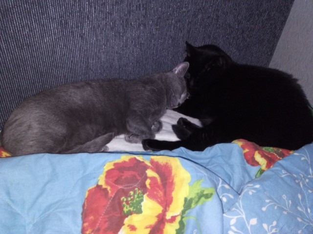 Котовторник - по расписанию!