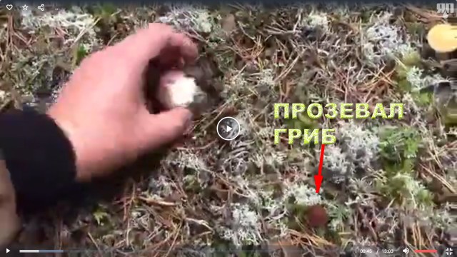 Грибочки