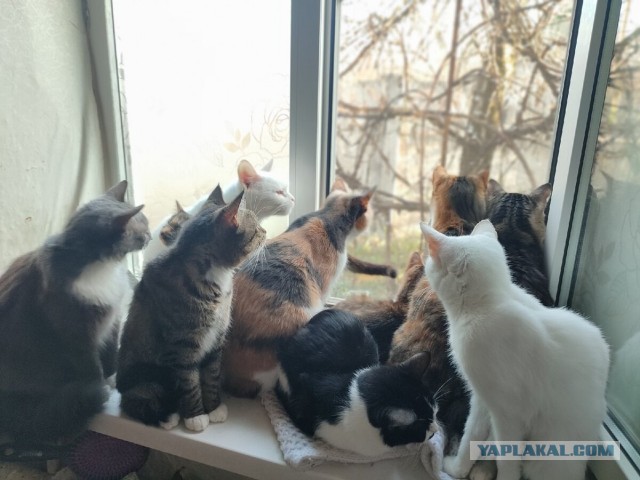 Котики в беде