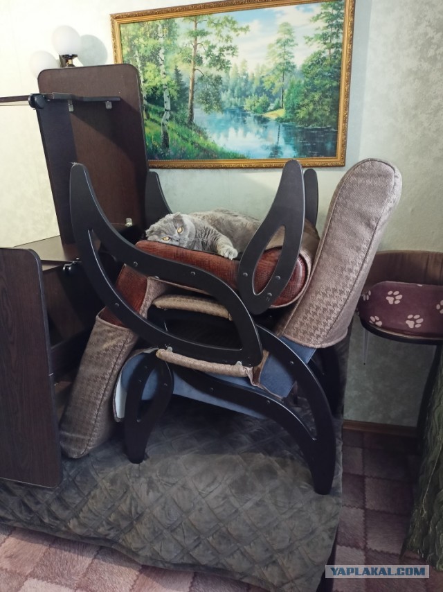 Шерстяной котовторник. Октябрь 2022