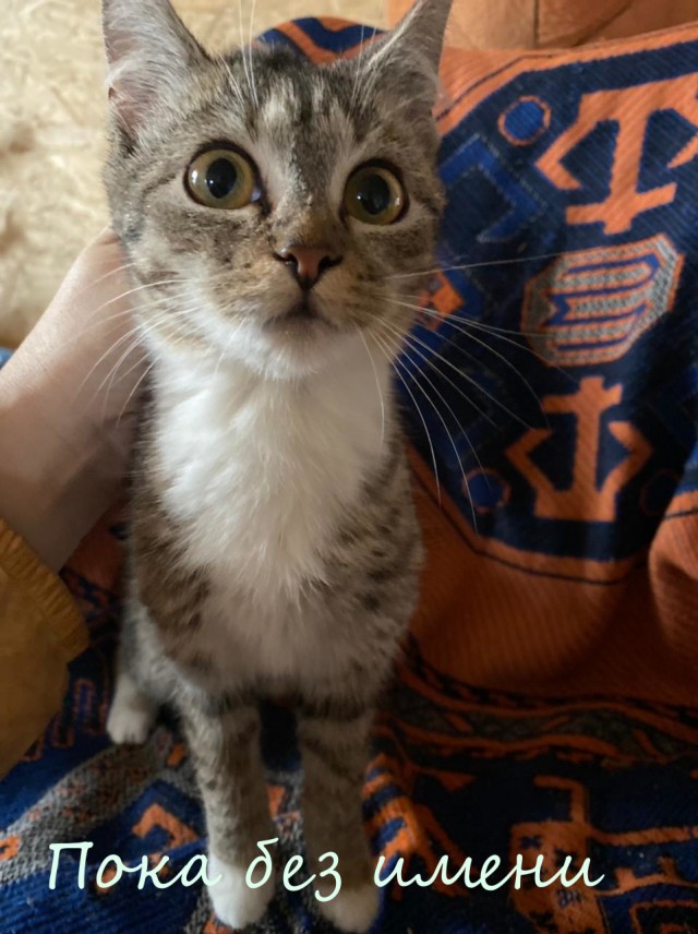 Жизнь домашнего приюта "Котоленд" 362