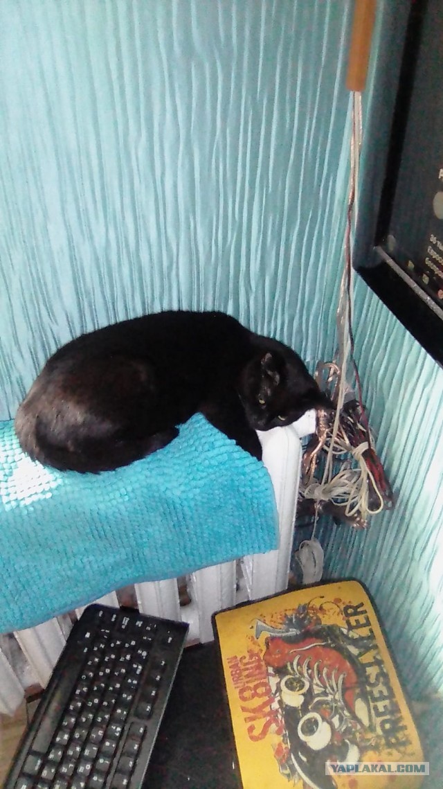 Жизнь домашнего приюта для котеек 434