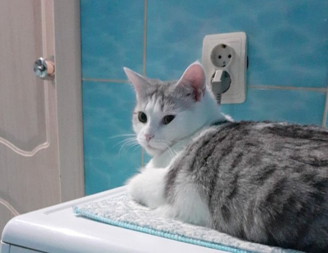 Котовторнику посвящается