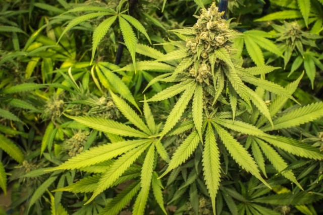 Хожу по лезвию бритвы. Снова про нейросети