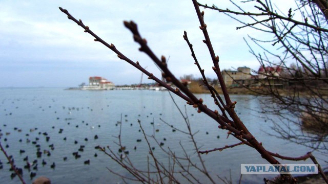 Крым в феврале или "Не стреляйте в белых лебедей!"