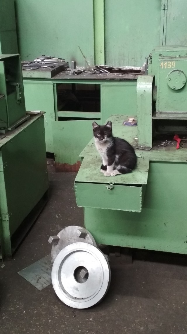 Коты на производстве