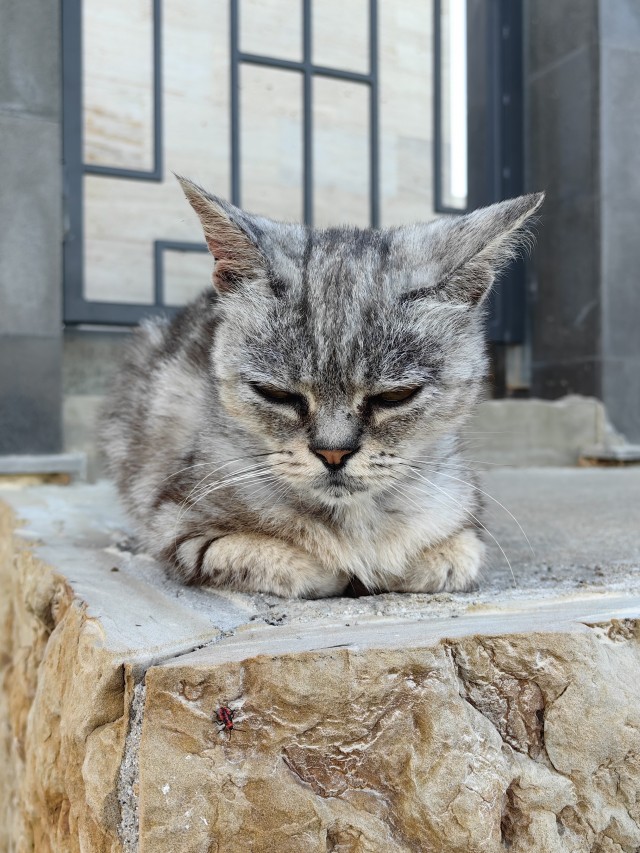 Снимки очень злых котов, которые всё равно остаются милашками