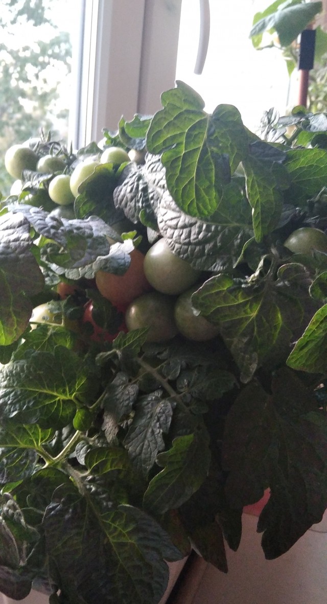 Помидорчики