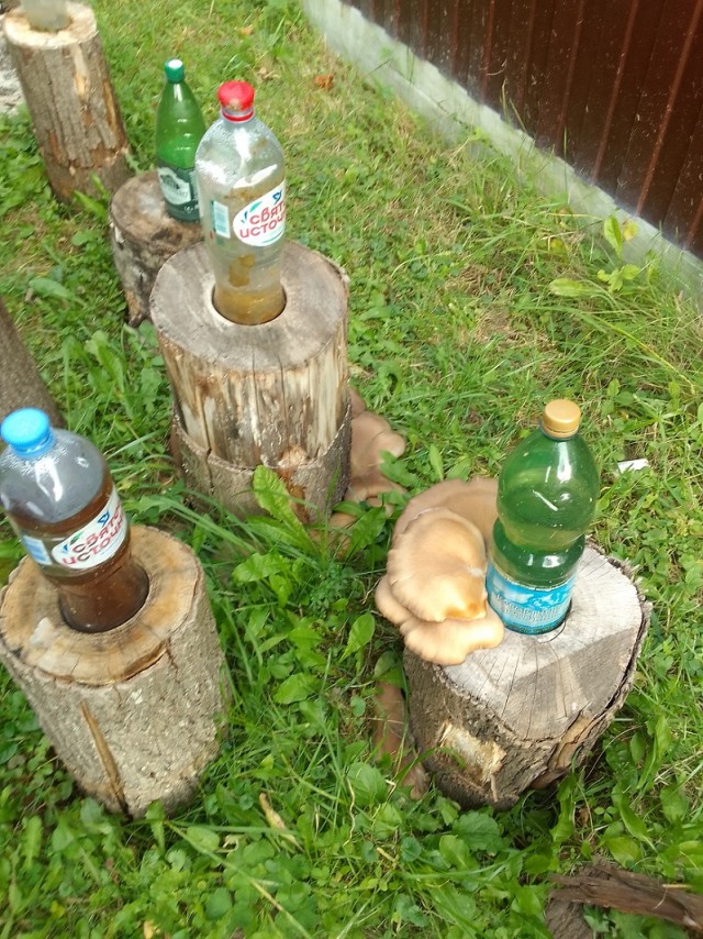 И снова про грибы