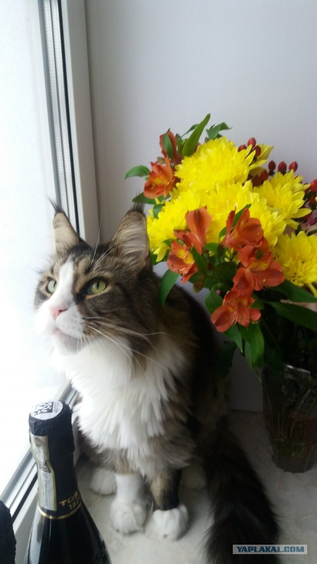 Котаны мои