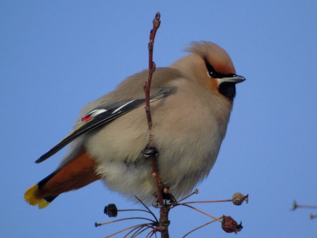 Свиристели, свиристели... пообедать прилетели!