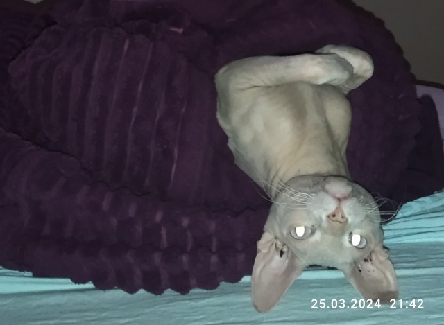 Котовторник!