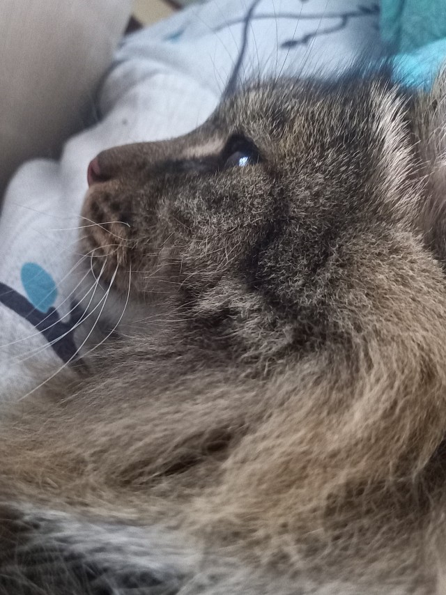 Котовторник же!