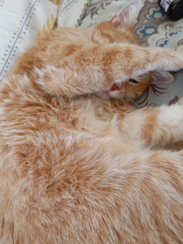Спящие коты - это что-то с чем-то
