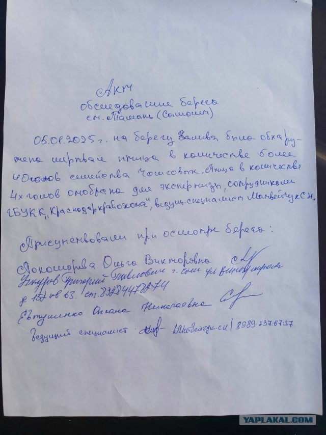 90% птиц, спасённых в Анапе волонтерами и вывезенных в Краснодар, умерло по дороге - орнитолог