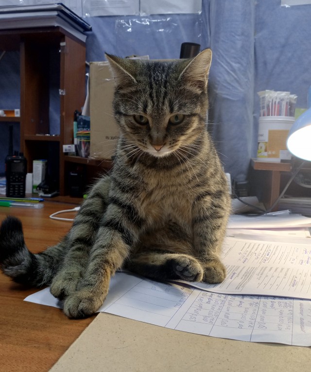 А где котики, сегодня же вторник!