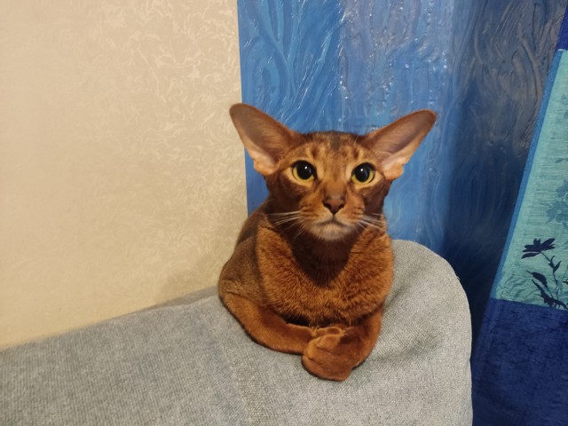 Есений (котовторник)