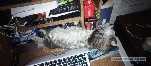 А как спят ваши питомцы?
