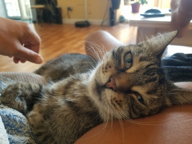 Котовторник