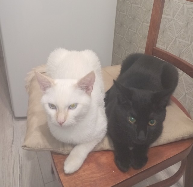 Котовторнеег жешь!