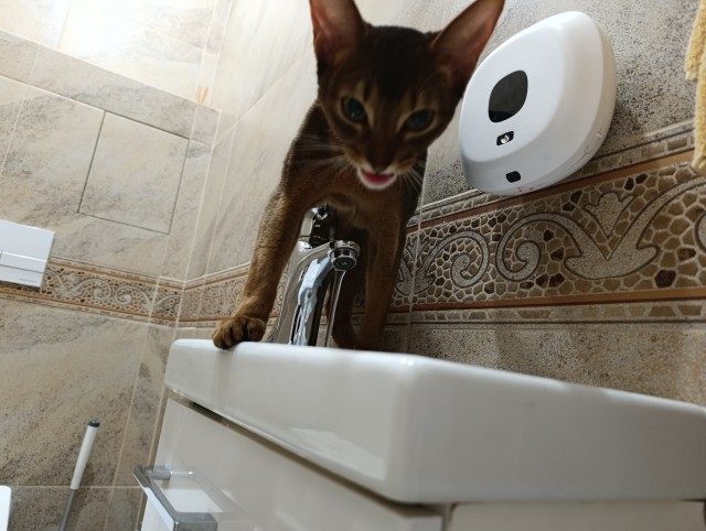 Балдеж кота