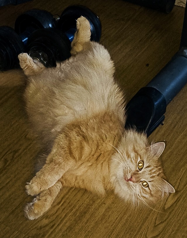 К котовторнику