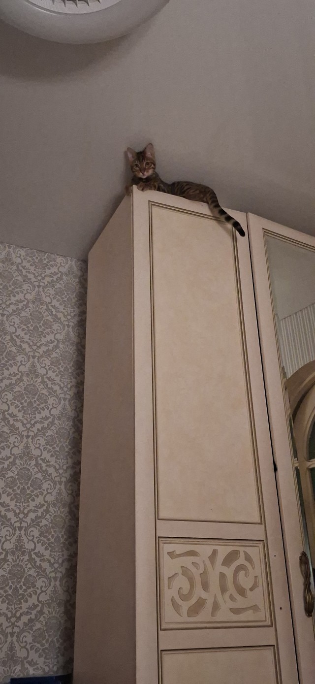Котофторник жеж