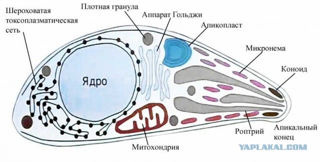 Как коты влияют на людей